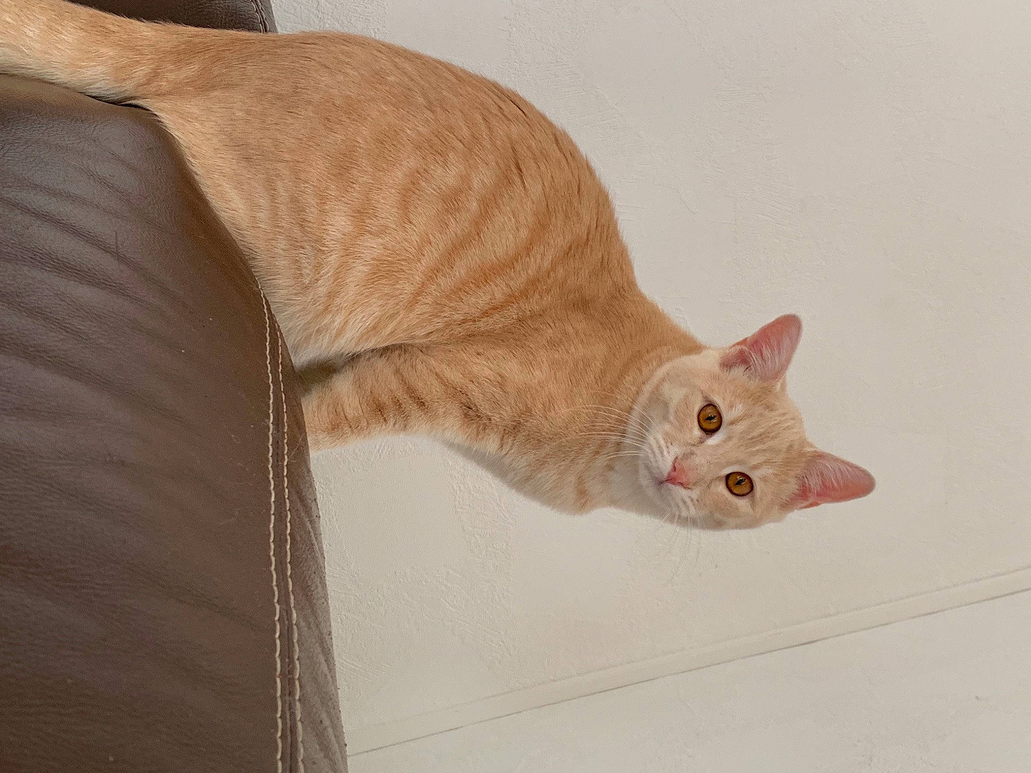 Bounty participe au concours pour gagner de l'argent avec cette photo : beige, brown, carnivore, cat, domestic_short_haired_cat, fawn, felidae, liver, orange, peach, small_to_medium_sized_cats, snout, tail, tan, terrestrial_animal, vertebrate, whiskers