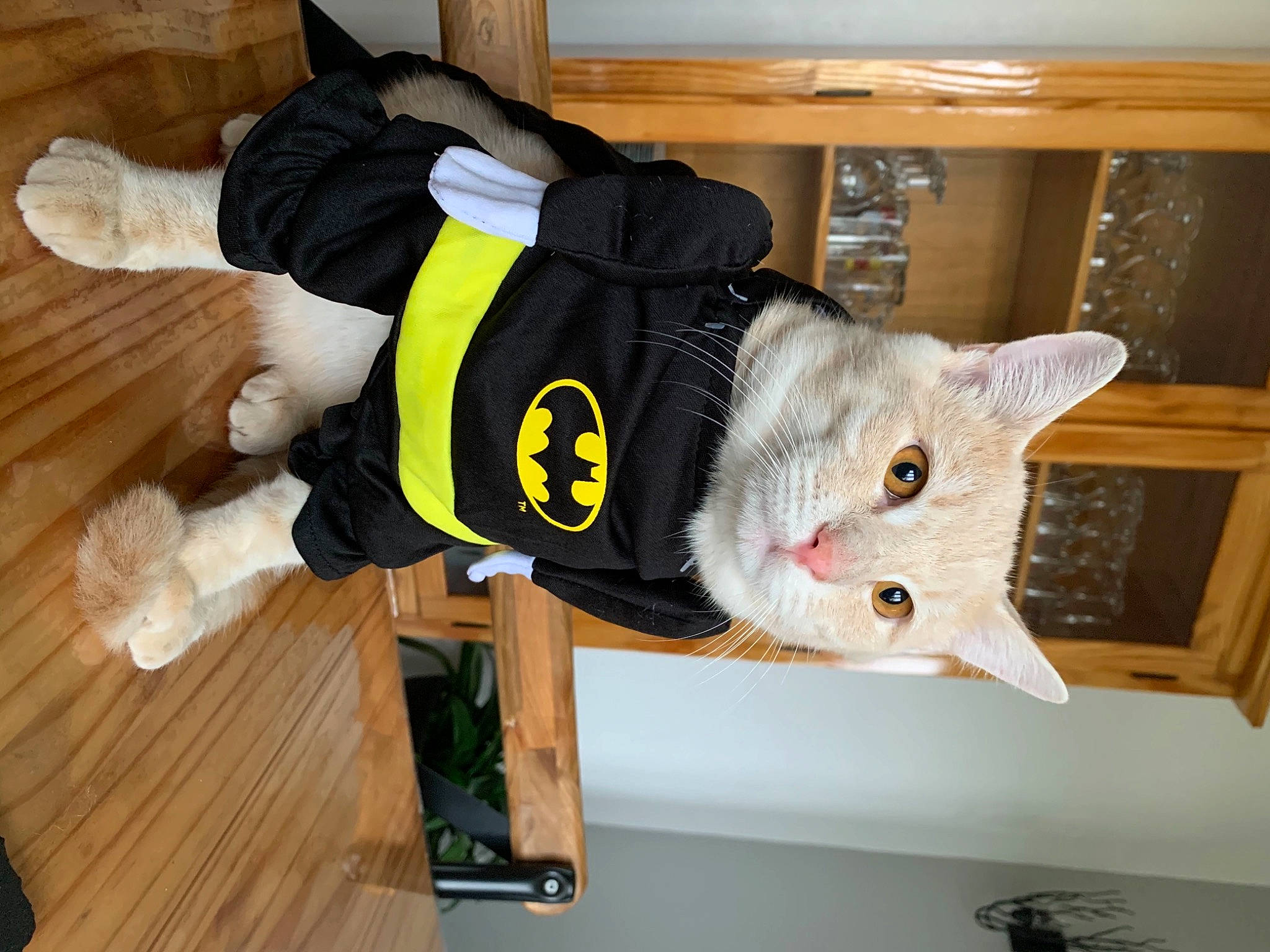 Bounty a rejoint le concours — aidez-le/la à gagner de superbes lots ! carnivore, cat, dog_clothes, domestic_short_haired_cat, felidae, fur, hardwood, laminate_flooring, pet_supply, plush, plywood, small_to_medium_sized_cats, snout, sock, stuffed_toy, vertebrate, whiskers, wood, wood_flooring, wood_stain