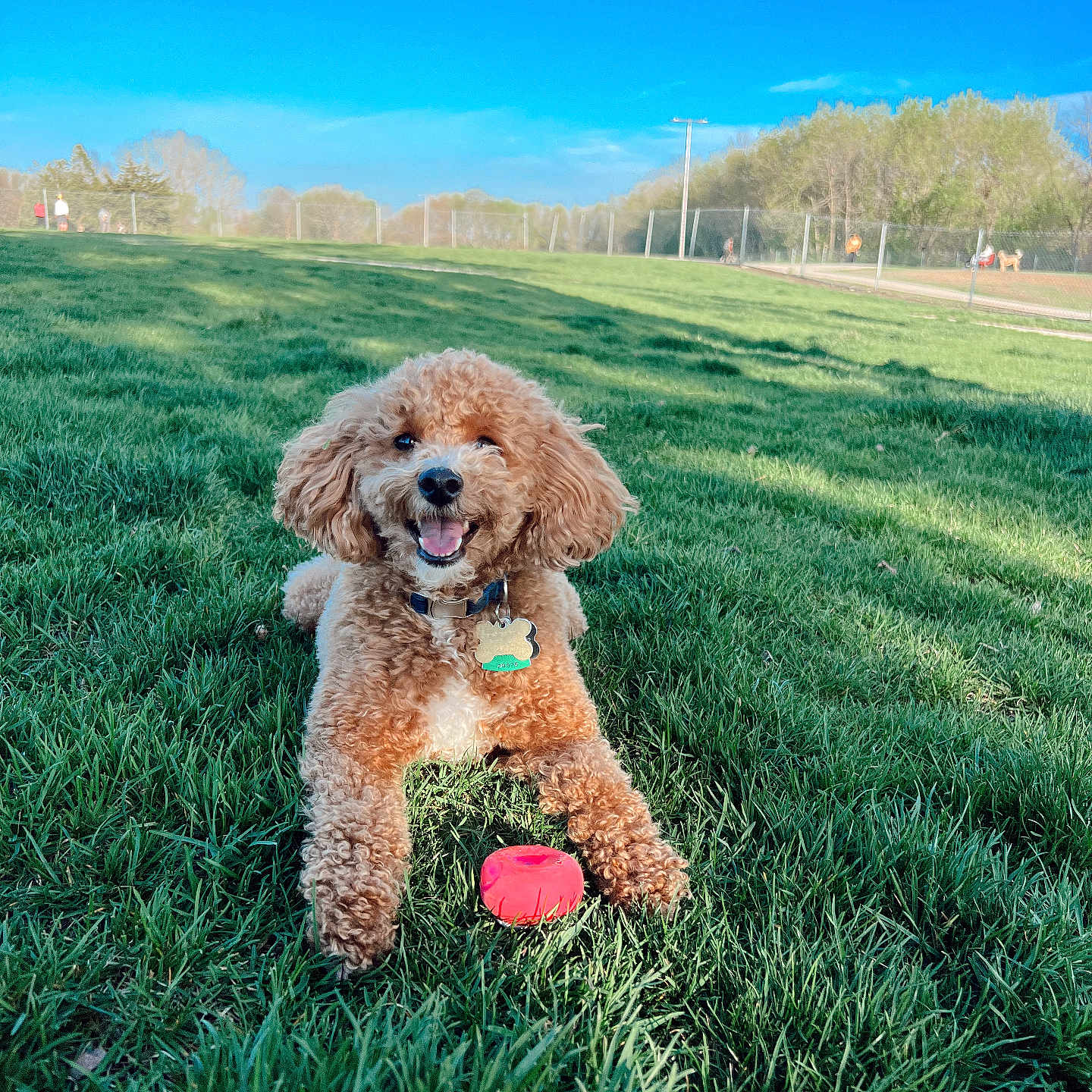 Berkley joined the competition — help win amazing prizes! animal, ball, canine, dog, field, football, grass, grassland, lawn, nature, outdoors, person, pet, plant, poodle, puppy, soccer, soccerball, sport, tennis