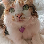 Romy participe au concours pour gagner de l'argent avec cette photo : cat, close_up, fluffy, green_eyes, pink_nose, heart_tag, pet, indoor, white_fur, tabby, whiskers, portrait, relaxed, soft_surface, cute, animal, domestic_cat, feline, lying_down, close_focus