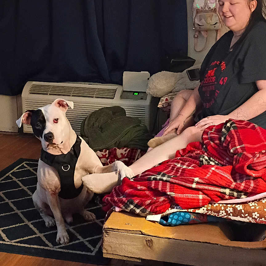 Whiteboy Rick joined the competition — help win amazing prizes! backpack, bed, black_and_white_dog, blanket, bottle, carpet, cozy, curtains, dog, footwear, harness, indoor, person, phone, pillow, relaxed, shelf, sitting, smiling, wooden_floor