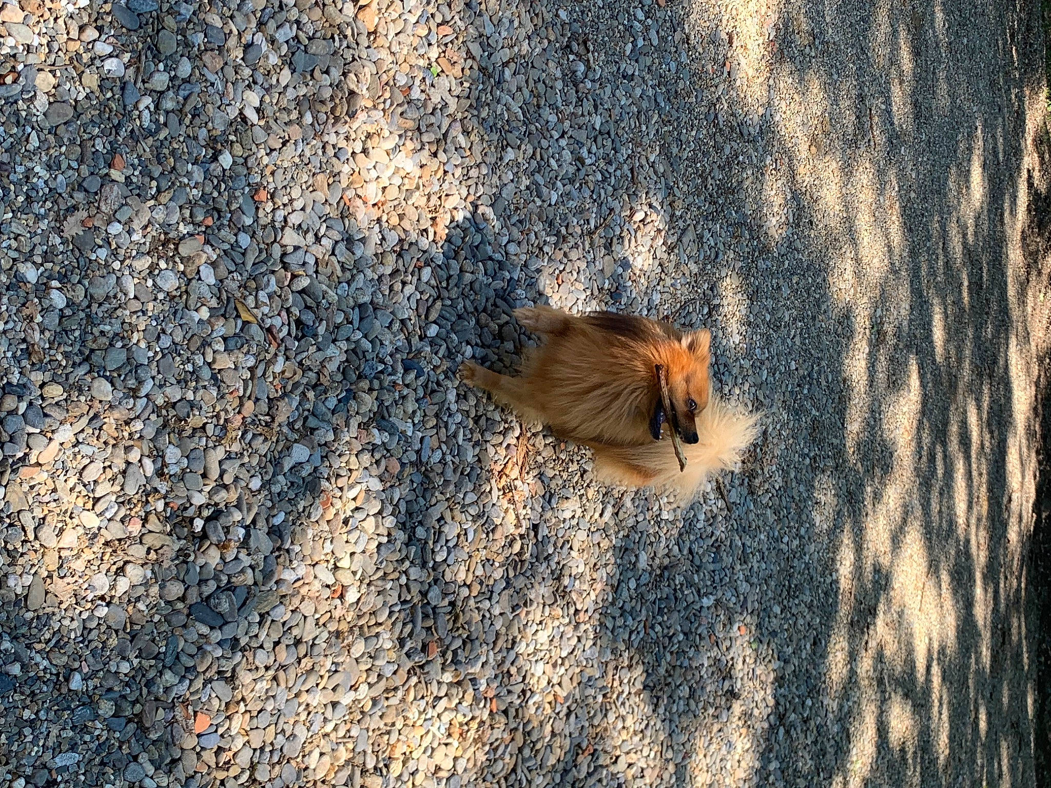 Simba participe au concours pour gagner de l'argent avec cette photo : asphalt, fawn, fur, grass, landscape, people_in_nature, plant, road_surface, sand, shadow, soil, squirrel, sunlight, tail, terrestrial_animal, tints_and_shades, tree, trunk, window, wood