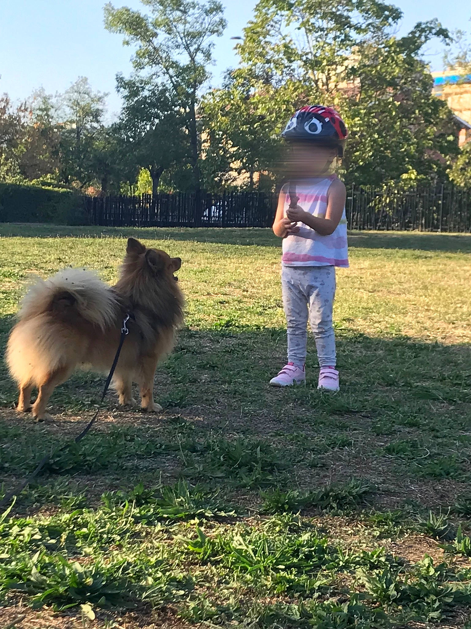 Simba participe au concours pour gagner de l'argent avec cette photo : carnivore, collie, companion_dog, dog, dog_breed, fawn, german_spitz, german_spitz_klein, german_spitz_mittel, grass, grassland, hat, plant, rough_collie, scotch_collie, shetland_sheepdog, sky, spitz, tail, tree