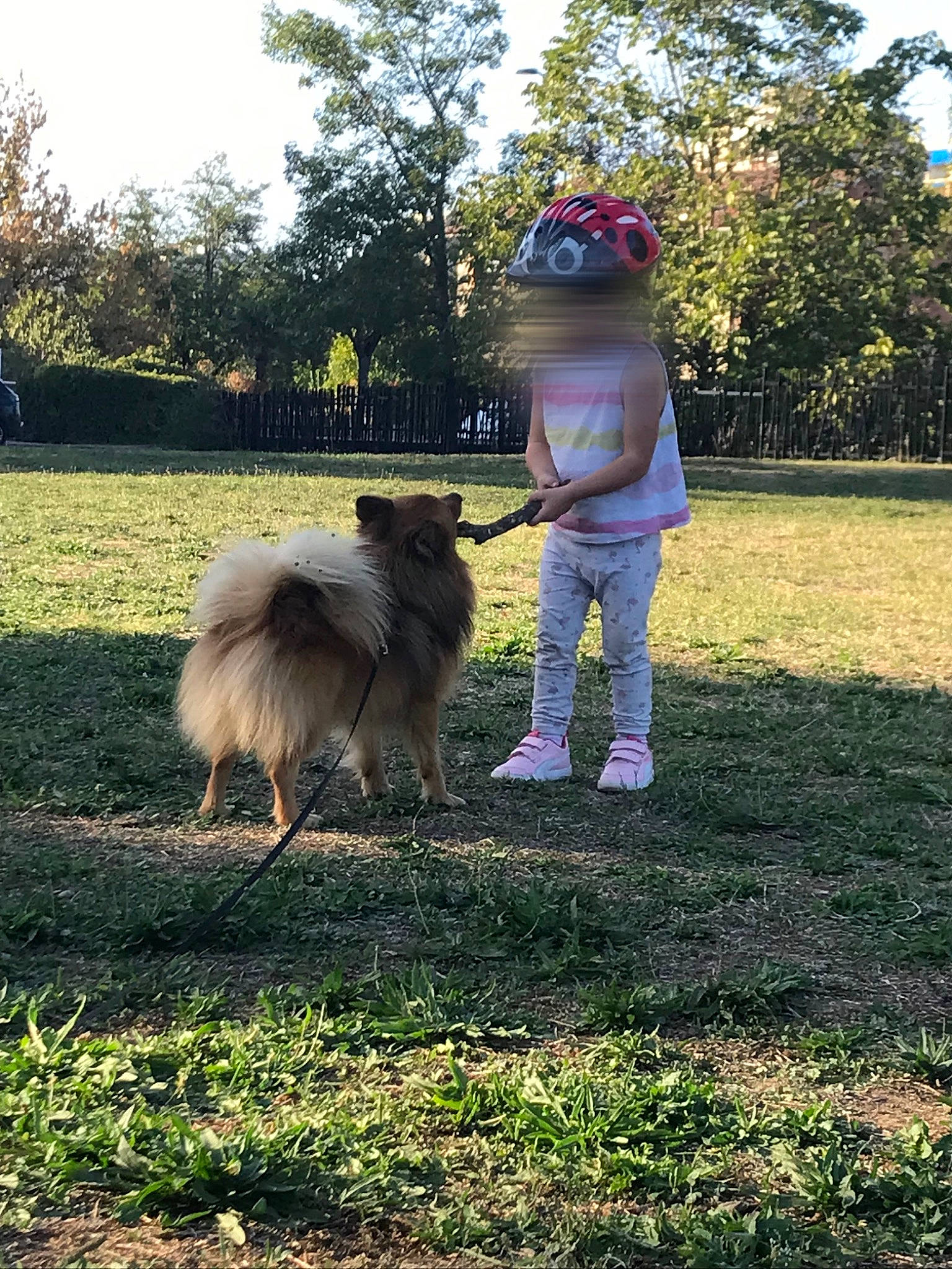 Simba a rejoint le concours — aidez-le/la à gagner de superbes lots ! canidae, carnivore, companion_dog, dog, dog_breed, fawn, german_spitz, german_spitz_klein, grass, grassland, hat, herding_dog, lawn, plant, sky, spitz, sporting_group, tail, toddler, tree