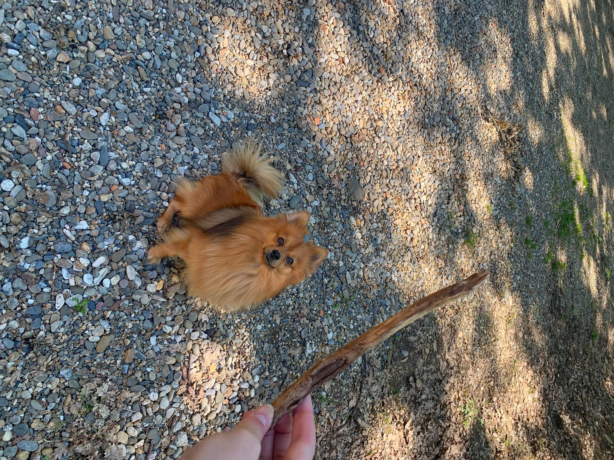 Simba a rejoint le concours — aidez-le/la à gagner de superbes lots ! asphalt, carnivore, dog, dog_breed, fawn, flower, fur, grass, hand, landscape, plant, road_surface, sand, shadow, sidewalk, soil, tail, tree, twig, wood