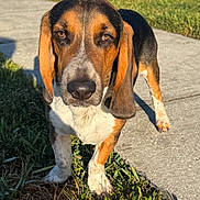 Dopey Herby is registered to the contest to win money with this photo: animal, black, brown, canine, closeup, daylight, dog, ears, friendly, grass, looking, mammal, nature, outdoor, pet, portrait, sidewalk, sunlight, walking, white