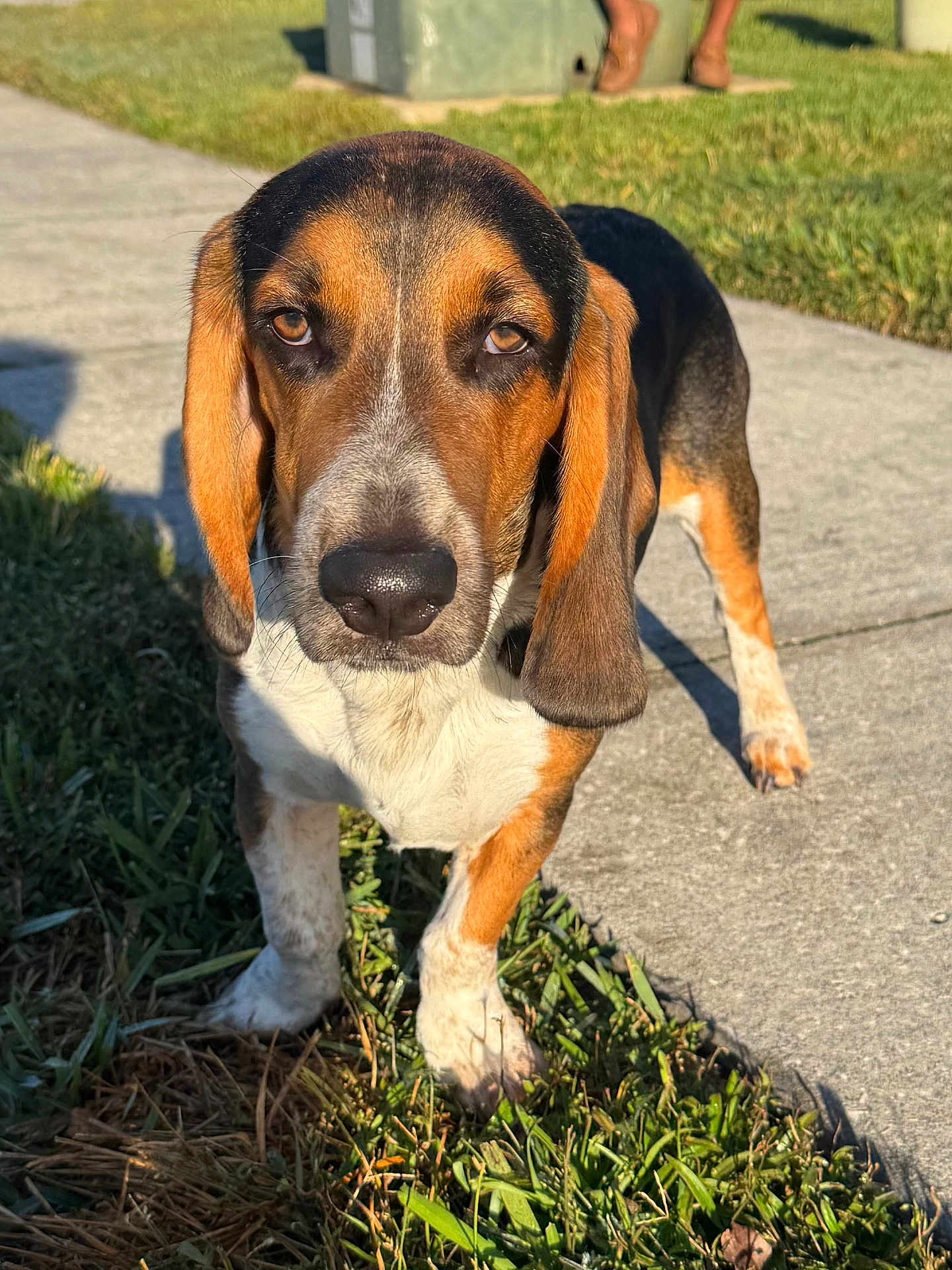 Dopey Herby is registered to the contest to win money with this photo: animal, black, brown, canine, closeup, daylight, dog, ears, friendly, grass, looking, mammal, nature, outdoor, pet, portrait, sidewalk, sunlight, walking, white