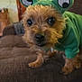 Josie joined the competition — help win amazing prizes! adorable, animal, brown_couch, close_up, costume, curious, cute, dog, domestic_animal, frog_ears, funny_costume, fur, green_hoodie, home, indoor, living_room, pet, puppy, small_dog, wide_eyes