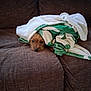 animal, blanket, brown_couch, comfort, cozy, cute, dog, fur, green, home, indoor, pet, relaxed, resting, sleepy, small_dog, snug, soft_texture, white, wrapped
