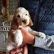 Sockette participe au concours pour gagner de l'argent avec cette photo : animal, brown, calm, cute, decor, dog, ears, face, fluffy, hand, holding, indoor, kitchen, person, pet, puppy, sweater, tiles, vest, white