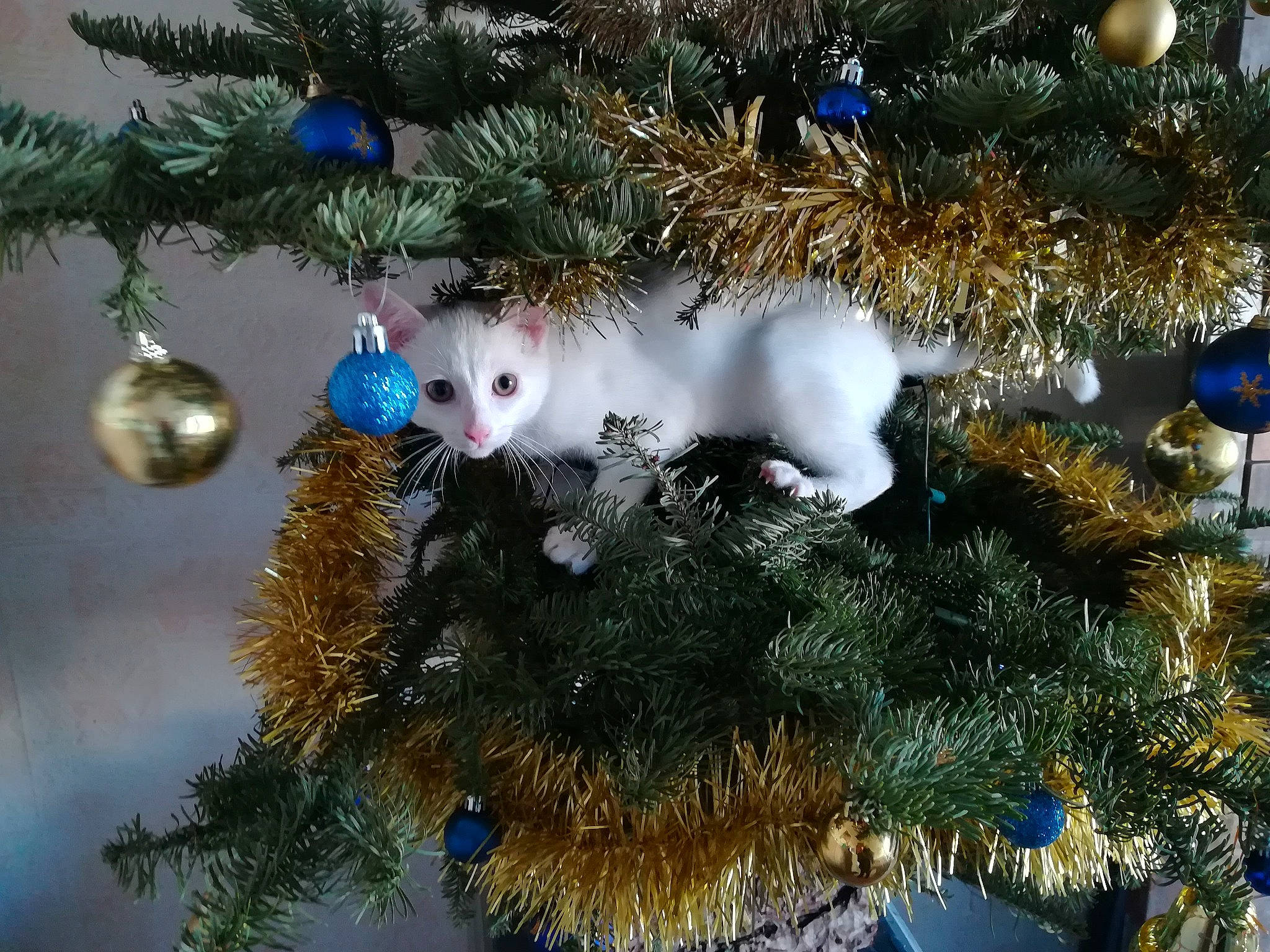 Roméo participe au concours pour gagner de l'argent avec cette photo : blue, christmas, christmas_decoration, christmas_ornament, christmas_tree, conifer, event, evergreen, feather, holiday, holiday_ornament, larch, light, ornament, plant, shortstraw_pine, tree, twig, window, winter