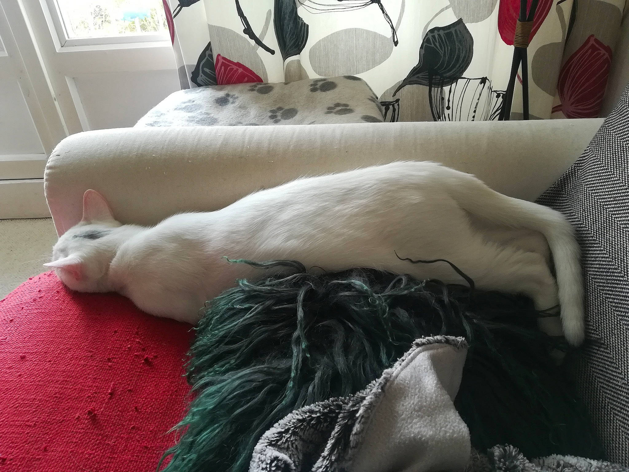 Roméo a rejoint le concours — aidez-le/la à gagner de superbes lots ! bed, bed_sheet, bedding, carnivore, cat, comfort, companion_dog, couch, fawn, felidae, fur, grey, human_leg, leg, linens, room, small_to_medium_sized_cats, tail, textile, whiskers