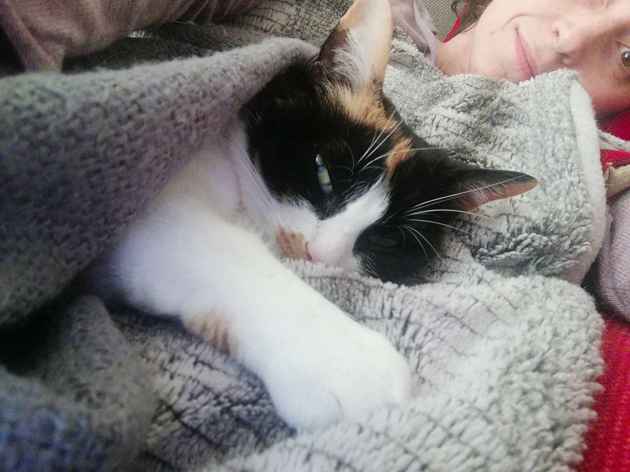 Urbane a rejoint le concours — aidez-le/la à gagner de superbes lots ! carnivore, cat, comfort, domestic_short_haired_cat, eye, eyelash, felidae, fur, grass, happy, lap, linens, nap, nose, paw, small_to_medium_sized_cats, snout, tail, textile, whiskers