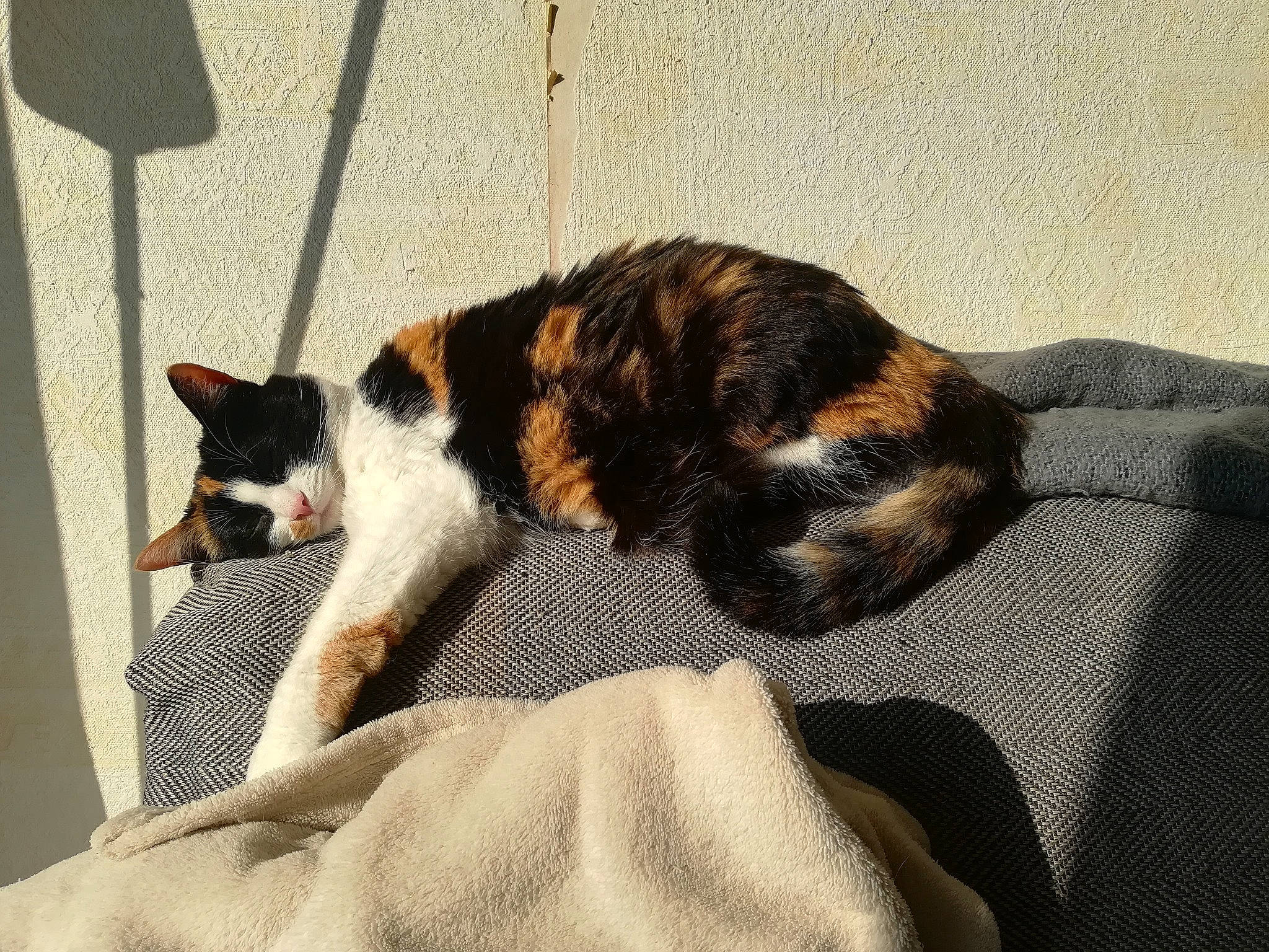 Urbane a rejoint le concours — aidez-le/la à gagner de superbes lots ! canidae, carnivore, cat, claw, comfort, companion_dog, dog_breed, domestic_short_haired_cat, felidae, fur, linens, nap, paw, room, small_to_medium_sized_cats, snout, sporting_group, tail, terrestrial_animal, whiskers