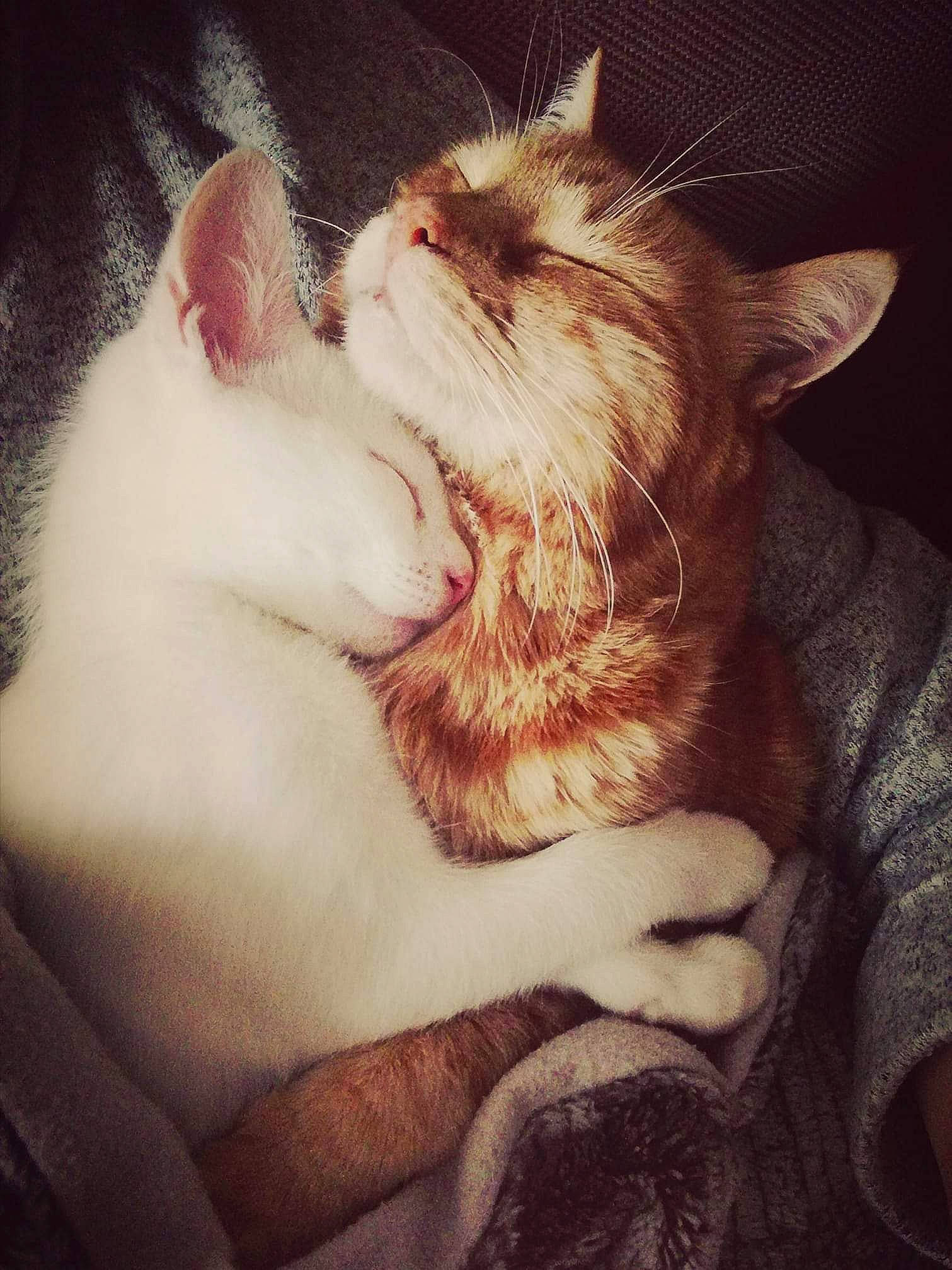 Steed participe au concours pour gagner de l'argent avec cette photo : carnivore, cat, claw, cloud, comfort, darkness, domestic_short_haired_cat, ear, fawn, felidae, fur, gesture, lap, meteorological_phenomenon, nap, paw, small_to_medium_sized_cats, snout, tail, whiskers