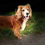 Mango a rejoint le concours — aidez-le/la à gagner de superbes lots ! dog, golden_brown, white_chest, tongue_out, leash, grass, gravel_path, outdoor, pet, canine, happy, curious, fur, standing, animal, nature, mammal, ears, snout, portrait
