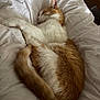 cat, sleeping, orange_cat, white_cat, bed, comforter, cozy, fur, pet, animal, indoor, resting, cute, cute_pet, domestic_cat, feline, nap, relaxing, soft, warm