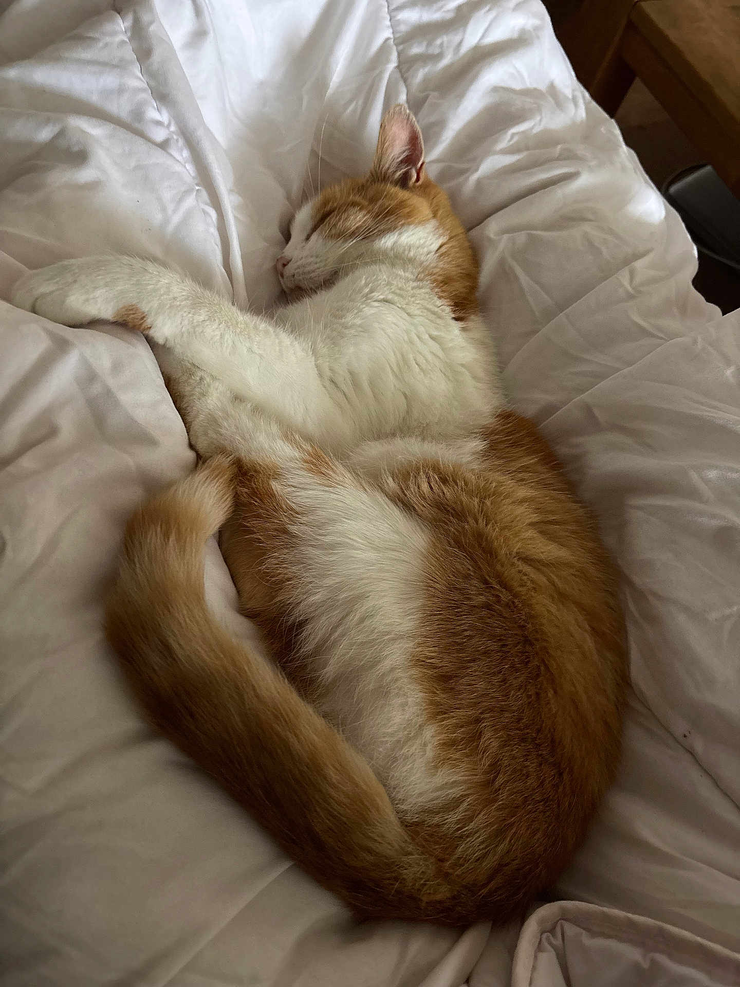 Eden participe au concours pour gagner de l'argent avec cette photo : cat, sleeping, orange_cat, white_cat, bed, comforter, cozy, fur, pet, animal, indoor, resting, cute, cute_pet, domestic_cat, feline, nap, relaxing, soft, warm