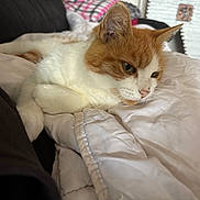 Eden participe au concours pour gagner de l'argent avec cette photo : cat, orange_and_white, pet, indoor, blanket, cozy, relaxed, fur, animal, cute, whiskers, home, soft, comfort, resting, closeup, feline, sleepy, domestic, quiet