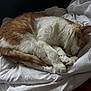Eden a rejoint le concours — aidez-le/la à gagner de superbes lots ! cat, sleeping, white_blanket, ginger_cat, fur, indoor, cozy, resting, animal, pet, paw, cute, relaxed, curled_up, home, soft, comfort, feline, quiet, peaceful
