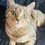 Lucy participe au concours pour gagner de l'argent avec cette photo : animal, cat, close_up, companion, curious, cute, domestic_cat, ears, feline, fur, green_eyes, indoor, lying_down, mammal, paw, pet, relaxed, soft_texture, tabby_cat, whiskers