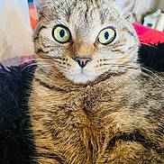 Lucy participe au concours pour gagner de l'argent avec cette photo : cat, tabby, fur, whiskers, eyes, closeup, pet, animal, indoor, cozy, blanket, feline, cute, mammal, portrait, domestic_animal, relaxed, soft, ears, nose