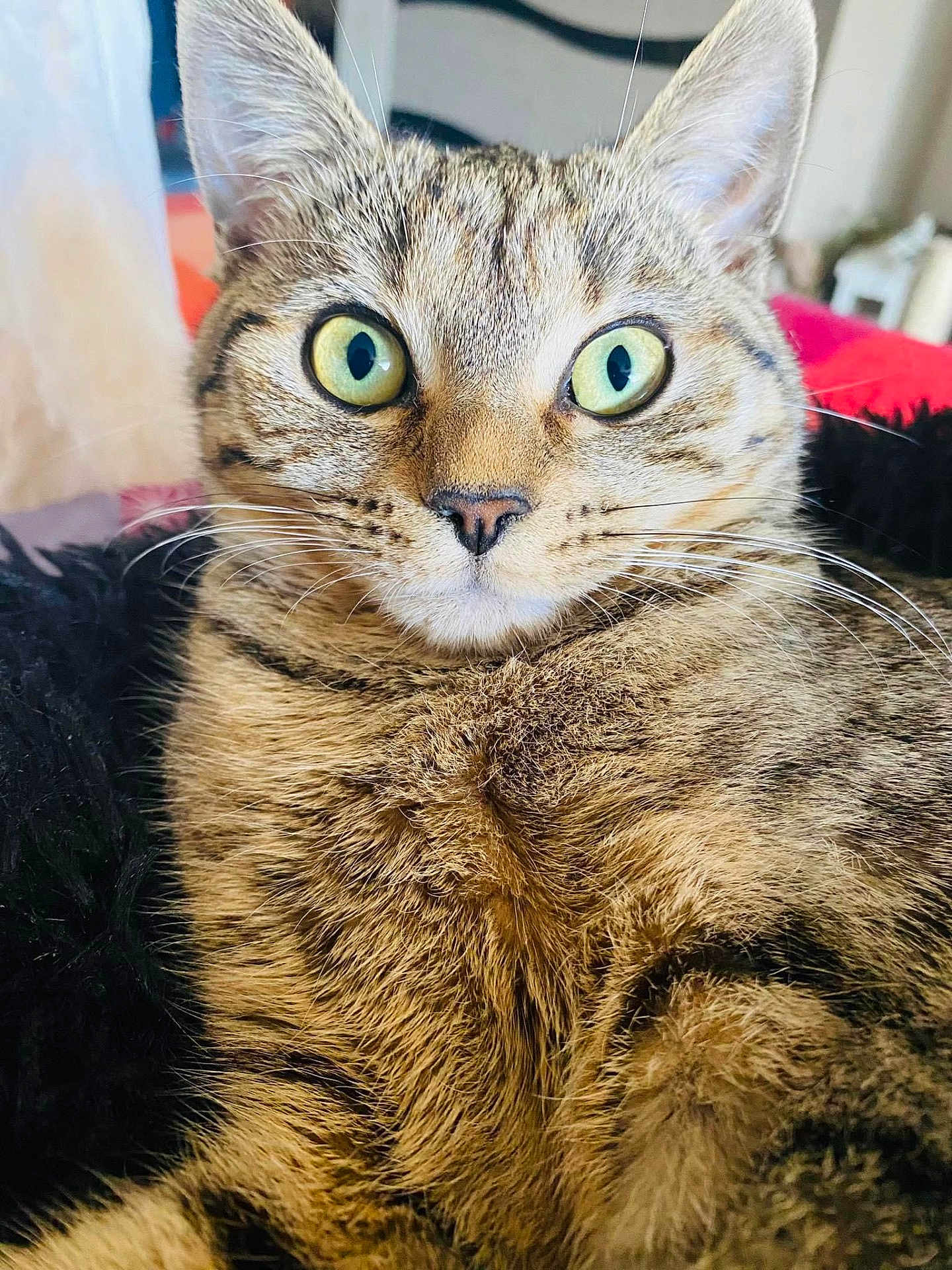 Lucy participe au concours pour gagner de l'argent avec cette photo : cat, tabby, fur, whiskers, eyes, closeup, pet, animal, indoor, cozy, blanket, feline, cute, mammal, portrait, domestic_animal, relaxed, soft, ears, nose