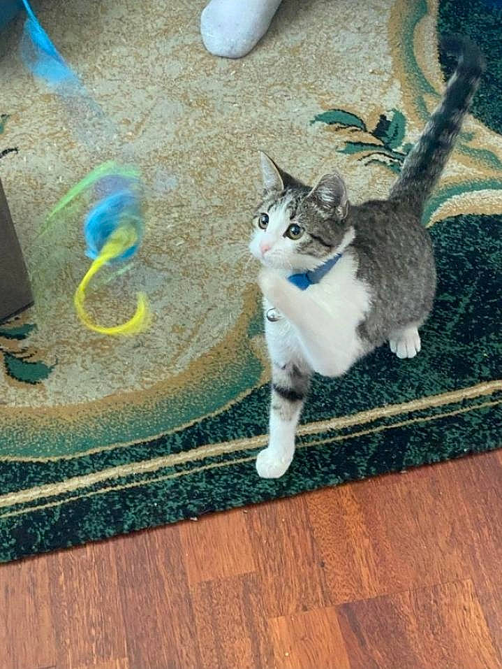 Gwen is registered to the contest to win money with this photo: carnivore, cat, domestic_short_haired_cat, electric_blue, fawn, felidae, floor, flooring, fur, grass, grey, hardwood, human_leg, paw, plant, small_to_medium_sized_cats, snout, tail, whiskers, wood