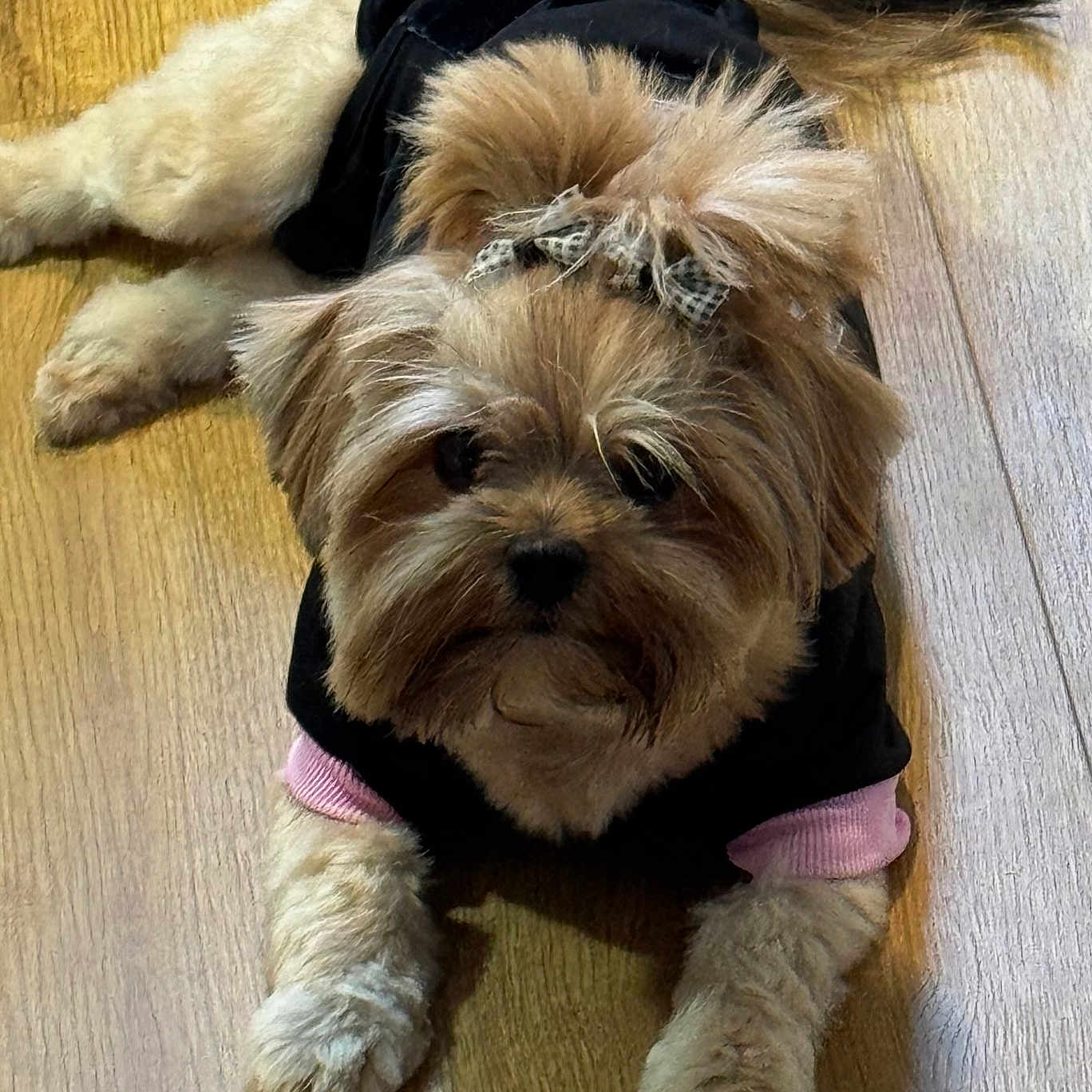 Roxy joined the competition — help win amazing prizes! adorable, animal, black_shirt, bow, clothing, companion, cute, dog, domestic_animal, fur, fur_texture, indoor, looking_up, lying_down, paws, pet, pink_sleeves, small_dog, tail, wooden_floor