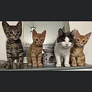 George is registered to the contest to win money with this photo: abyssinian, animal, art, brick, camera, cat, collage, egyptiancat, electronics, gray, indoors, kitten, manx, pet, pottery, shelf, siamese, webcam