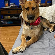 Lolita is registered to the contest to win money with this photo: animal, bed, blanket, blue_wall, collar, couch, decor, dog, flower, furniture, german_shepherd, house, indoor, living_room, lying_down, pet, plant, relaxed, television, wooden_floor