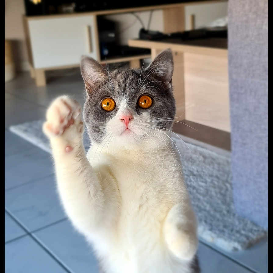 Saphir participe au concours pour gagner de l'argent avec cette photo : animal, architecture, building, cat, computerhardware, electronics, entertainmentcenter, furniture, hardware, hardwood, indoors, kitten, livingroom, manx, monitor, pet, room, screen, tv, wood