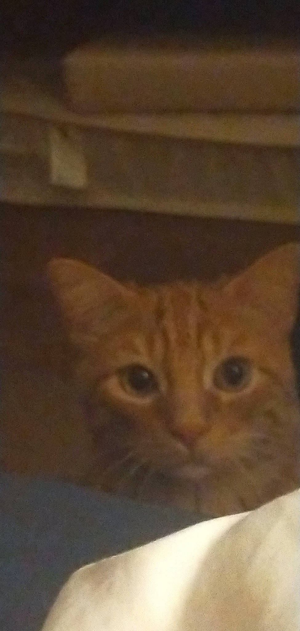 Scooby a rejoint le concours — aidez-le/la à gagner de superbes lots ! art, carnivore, cat, domestic_short_haired_cat, fawn, felidae, fur, paper_product, small_to_medium_sized_cats, terrestrial_animal, visual_arts, whiskers, window, wood