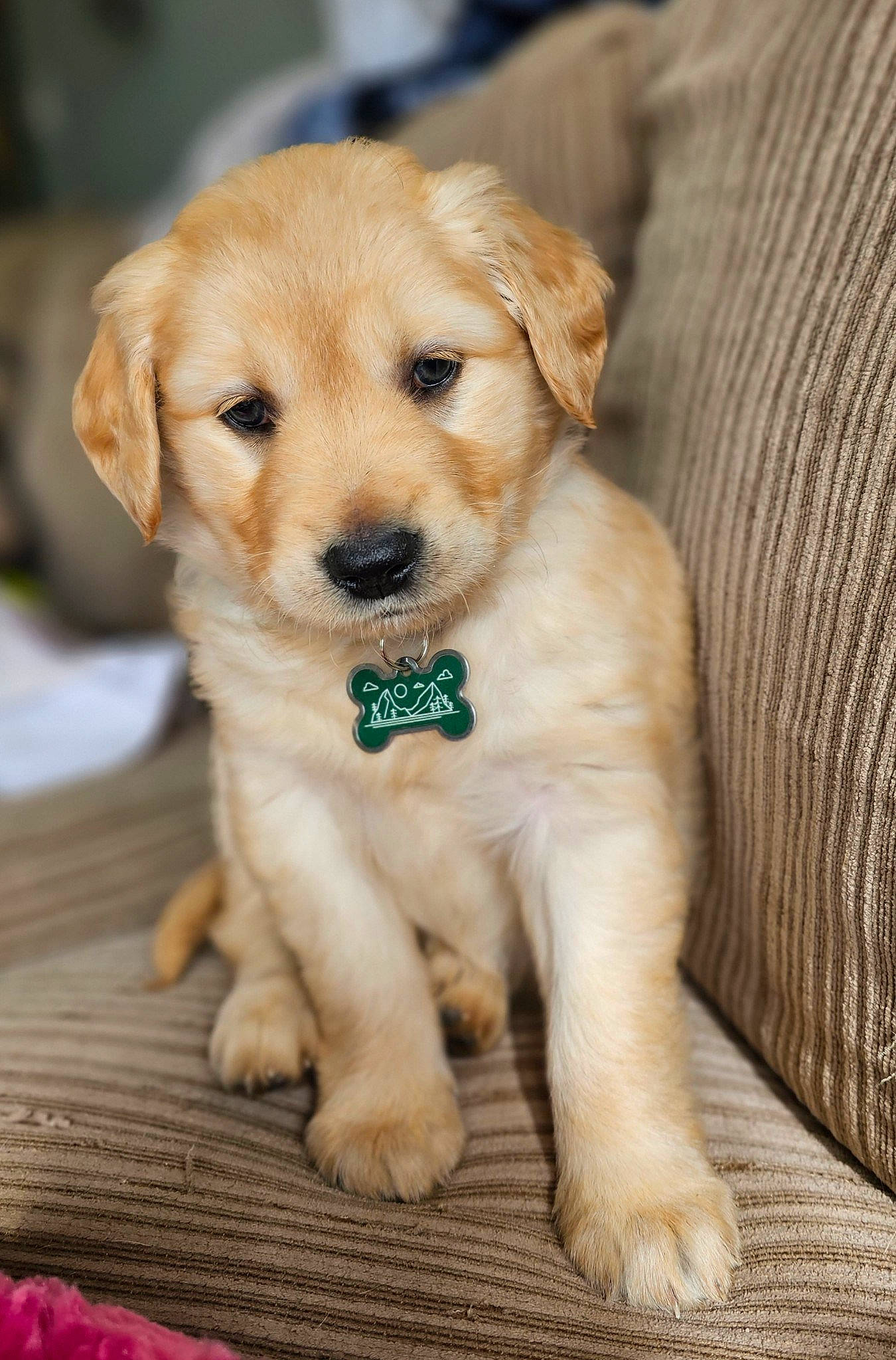 Tess is registered to the contest to win money with this photo: canidae, carnivore, companion_dog, dog, dog_breed, fawn, fur, grass, labrador_retriever, plant, snout, sporting_group, tail, terrestrial_animal, tree, whiskers, wood, working_animal