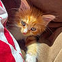adorable, animal, brown_fabric, cat, closeup, cozy, curious, cute, fur, indoor, kitten, orange_cat, paw, pet, relaxed, soft, sunlight, whiskers, white_paw, young