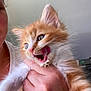 Asuka a rejoint le concours — aidez-le/la à gagner de superbes lots ! kitten, cat, orange_cat, white_fur, fluffy, tongue_out, milk, hand, person, holding, cute, playful, indoor, close_up, pet, animal, feline, young, whiskers, fur