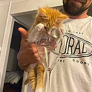 Asuka a rejoint le concours — aidez-le/la à gagner de superbes lots ! kitten, cat, man, glass, wine_glass, hand, indoor, white_tshirt, beard, orange_cat, curious, playful, holding, smile, pet, feline, domestic_animal, young_cat, cute, animal