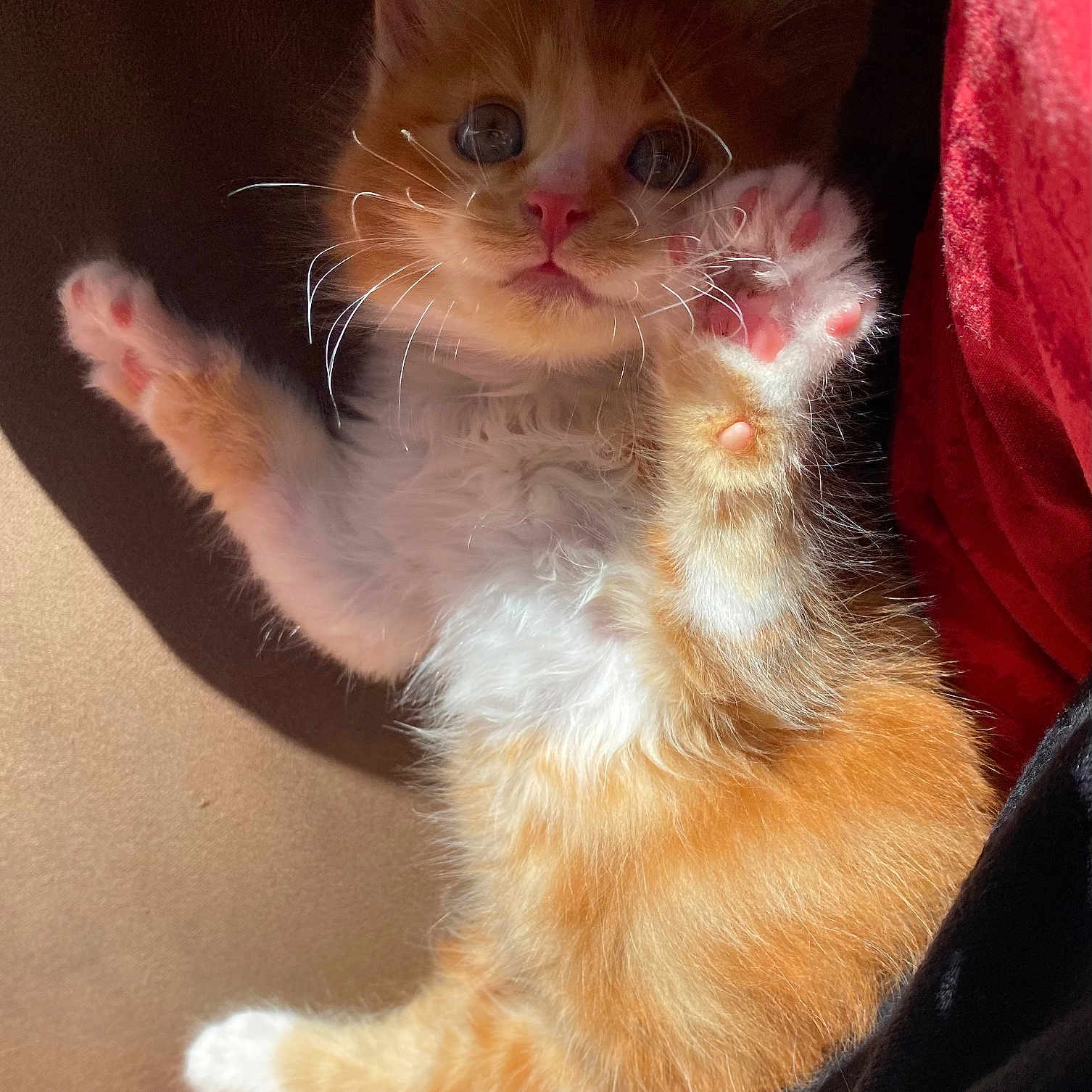 Asuka participe au concours pour gagner de l'argent avec cette photo : adorable, animal, cat, close_up, cute, feline, fluffy, indoor, kitten, lying_down, orange_cat, paw, pet, pink_paw_pads, raised_paws, relaxed, soft_fur, sunlight, whiskers, white_fur