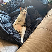 Paco a rejoint le concours — aidez-le/la à gagner de superbes lots ! cat, beanbag, living_room, couch, person, window, glass, table, remote_control, blanket, furniture, indoor, relaxed, seated, curious, black, white, striped, cozy, sunlight