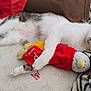 Paco participe au concours pour gagner de l'argent avec cette photo : cat, sleeping, bed, plush_toy, white_fur, striped_fur, pillow, blanket, patterned_fabric, red_clothing, toy, indoor, resting, cute, pet, cozy, animal, domestic, relaxed, soft