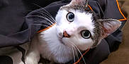 Paco a rejoint le concours — aidez-le/la à gagner de superbes lots ! cat, animal, pet, feline, curious, whiskers, ears, eyes, black_jacket, orange_trim, cozy, indoor, closeup, fur, cute, domestic_animal, resting, looking_up, soft_texture, comfortable