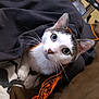 cat, animal, pet, feline, curious, whiskers, ears, eyes, black_jacket, orange_trim, cozy, indoor, closeup, fur, cute, domestic_animal, resting, looking_up, soft_texture, comfortable