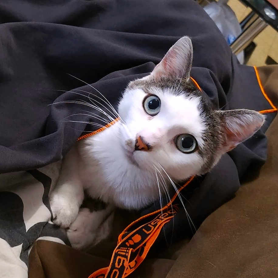 Paco a rejoint le concours — aidez-le/la à gagner de superbes lots ! animal, black_jacket, cat, closeup, comfortable, cozy, curious, cute, domestic_animal, ears, eyes, feline, fur, indoor, looking_up, orange_trim, pet, resting, soft_texture, whiskers