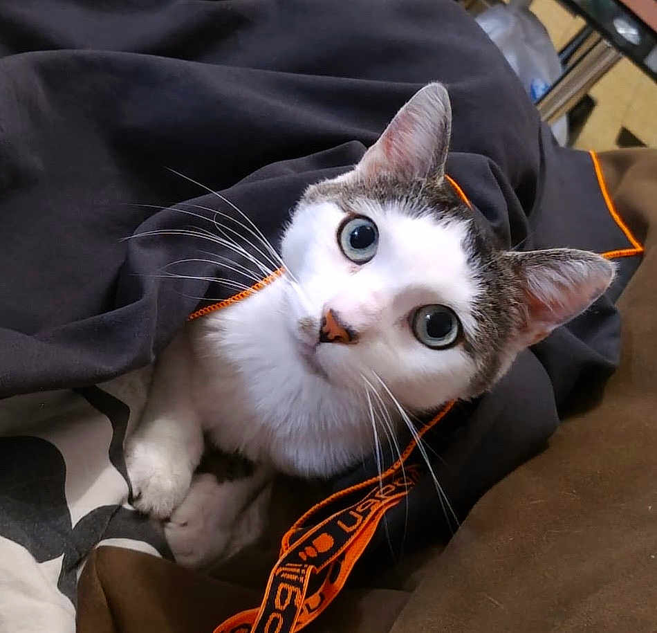 Paco a rejoint le concours — aidez-le/la à gagner de superbes lots ! cat, animal, pet, feline, curious, whiskers, ears, eyes, black_jacket, orange_trim, cozy, indoor, closeup, fur, cute, domestic_animal, resting, looking_up, soft_texture, comfortable