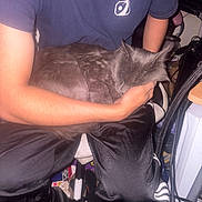 Chopper is registered to the contest to win money with this photo: adidas, arm, black_pants, cables, casual, cat, chair, cozy, floor, furry, gray_cat, hand, indoor, navy_shirt, pants, person, resting, shirt, sitting, sleeping