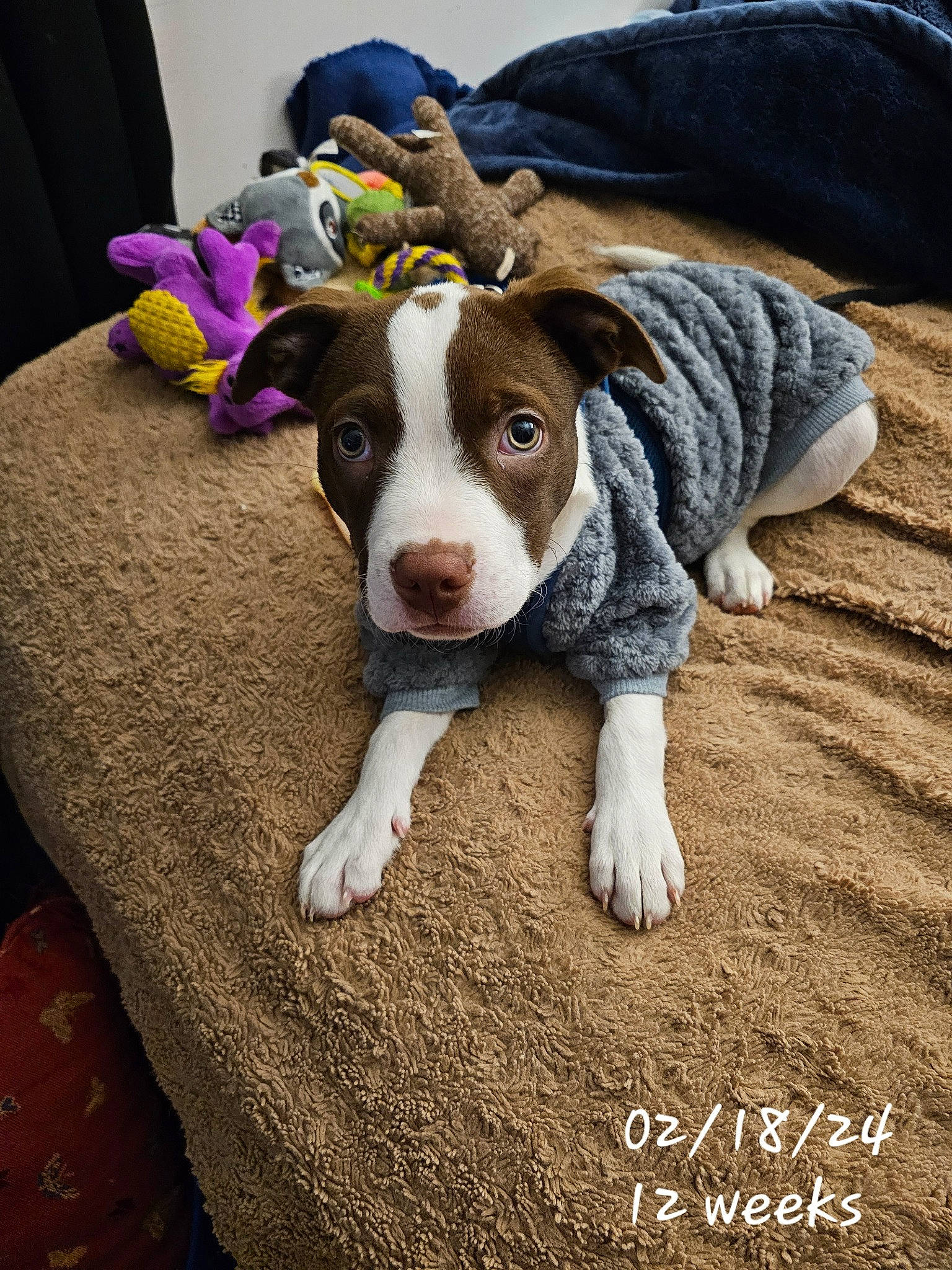 Koby is registered to the contest to win money with this photo: canidae, carnivore, circle, companion_dog, dog, dog_breed, fawn, flooring, fur, grass, non_sporting_group, paw, photo_caption, puppy, snout, sporting_group, whiskers, wood, working_animal