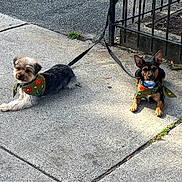 Milo is registered to the contest to win money with this photo: dog, small_dog, leash, sidewalk, bandana, black_metal_fence, outdoor, two_dogs, pet, animal, resting, concrete, sunlight, green_bandana, brown_dog, black_dog, ears_up, cute, companion, tied_up