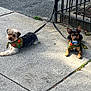 dog, small_dog, leash, sidewalk, bandana, black_metal_fence, outdoor, two_dogs, pet, animal, resting, concrete, sunlight, green_bandana, brown_dog, black_dog, ears_up, cute, companion, tied_up