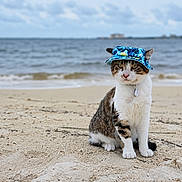 Ruger is registered to the contest to win money with this photo: cat, beach, sand, sea, hat, animal, pet, outdoor, sky, cloudy, water, nature, portrait, feline, costume, accessory, sitting, calm, summer, vacation