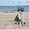 cat, beach, sand, sea, hat, animal, pet, outdoor, sky, cloudy, water, nature, portrait, feline, costume, accessory, sitting, calm, summer, vacation